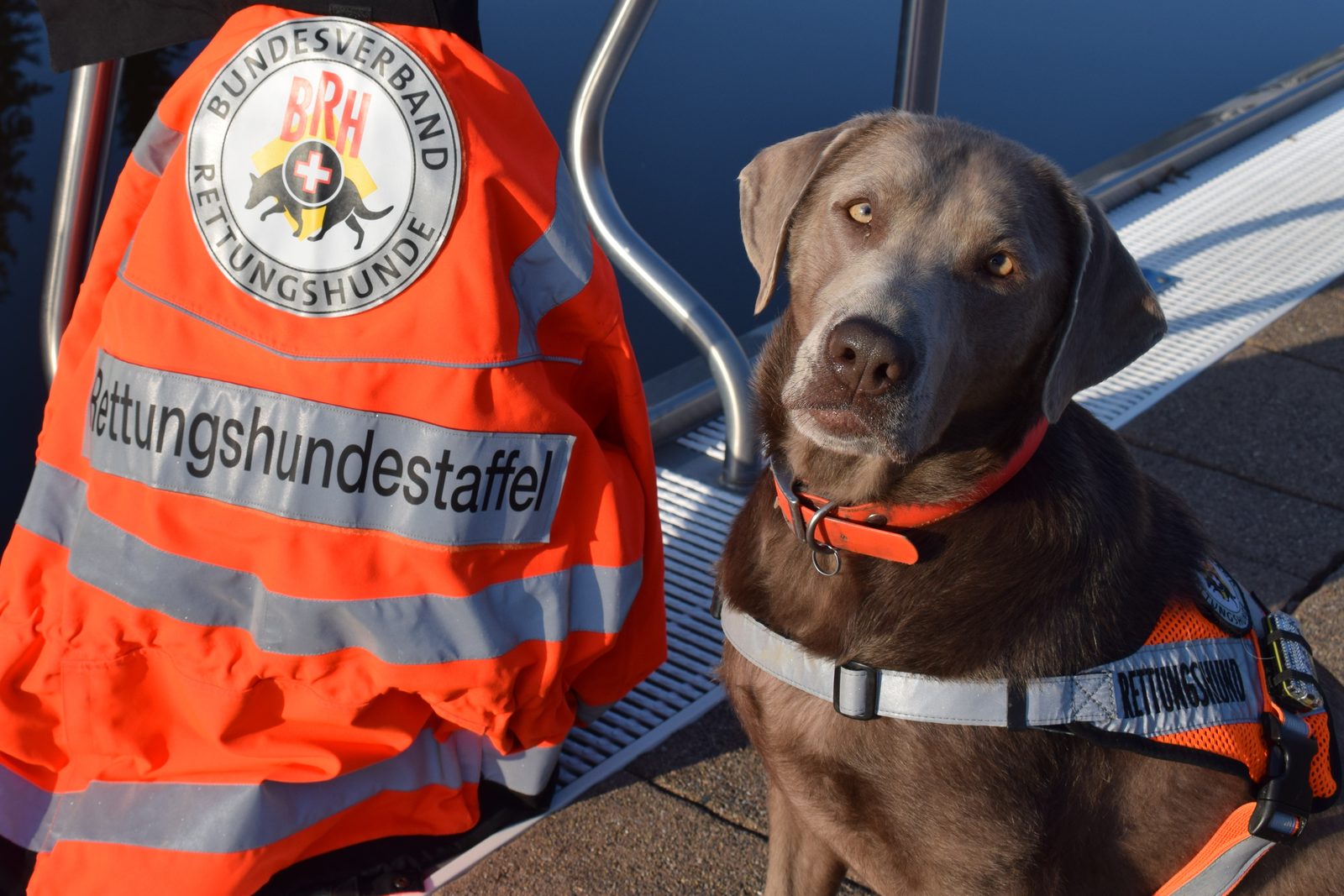 Geprüfter Rettungshund in BRH-Weste