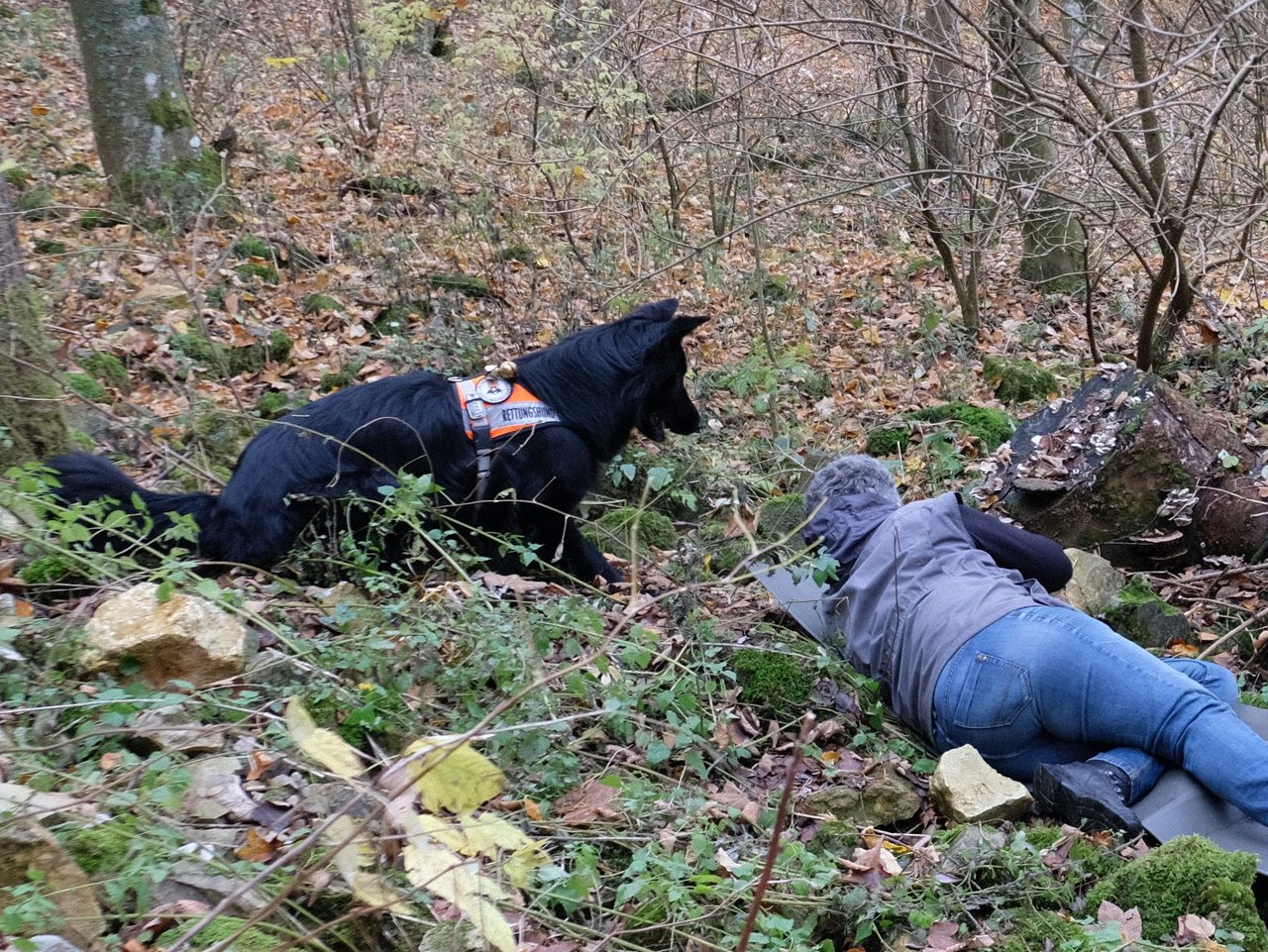 Hund und Hundeführer bei der Ausbildung im Wald